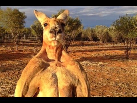 Kangaroo Chases Golfers