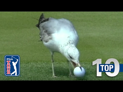 Top 10: Animal Encounters on the PGA TOUR