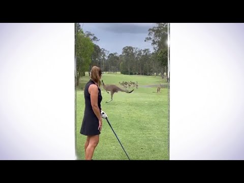 Kangaroos invade golf course in Australia! 🦘 #Shorts