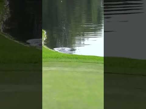 Golf Ball BOUNCES out of the water!! 🤯
