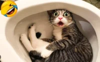 Meeoww!